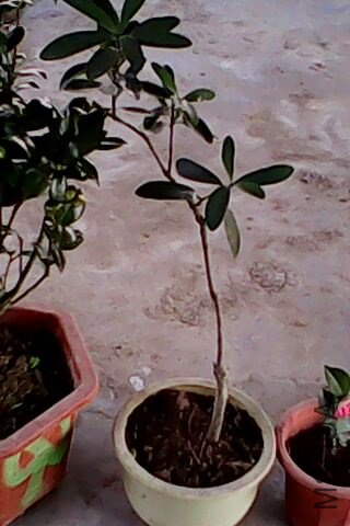 IMG0095A.jpg