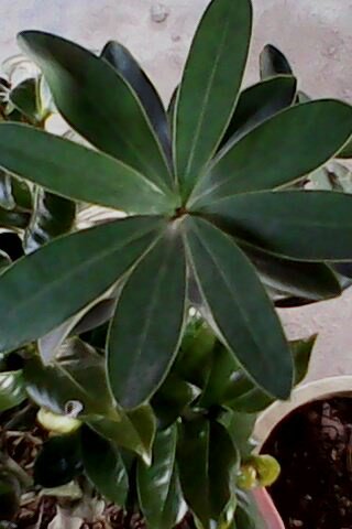 IMG0102A.jpg
