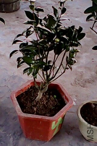 IMG0094A.jpg