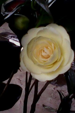 IMG0213A.jpg