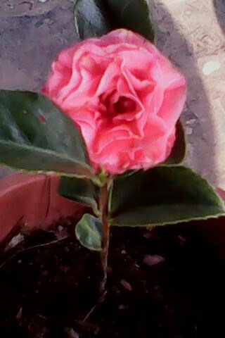 IMG0123A.jpg