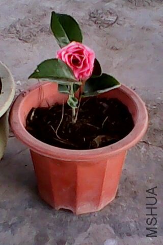 IMG0096A.jpg