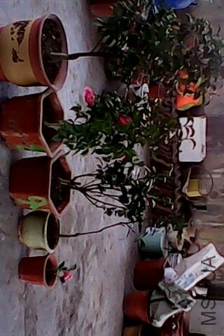 IMG0097A.jpg