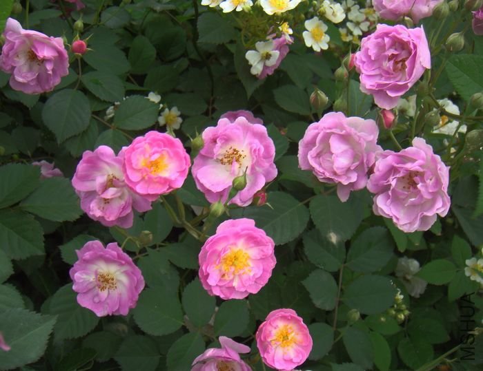 DSC01813.JPG