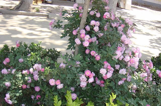 DSC02005.JPG