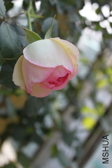 ��Ƭ_023.jpg