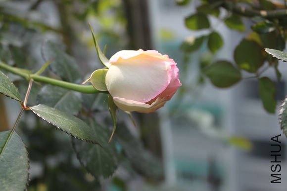 ��Ƭ_013.jpg