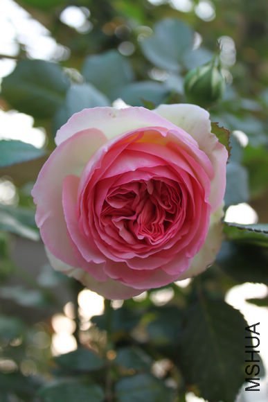 ��Ƭ_031.jpg