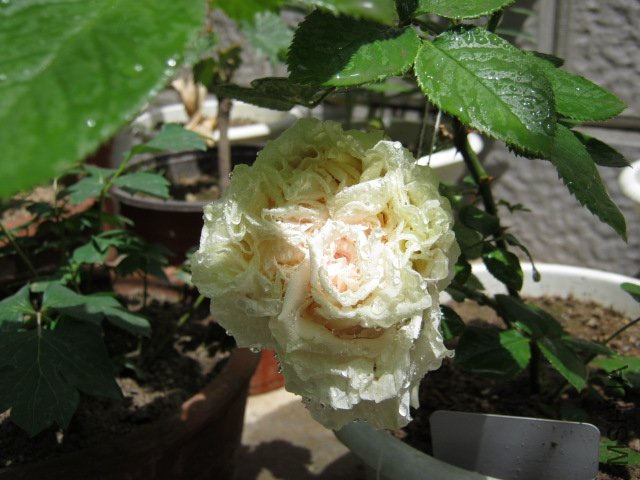 IMG_2031.JPG