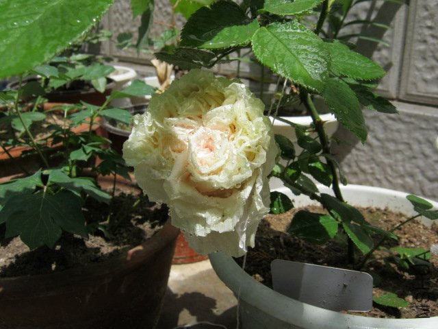 IMG_2032.JPG
