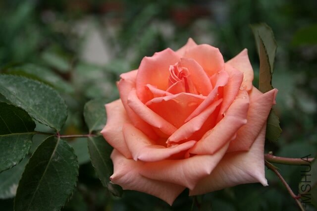 0IMG_9531.200.jpg