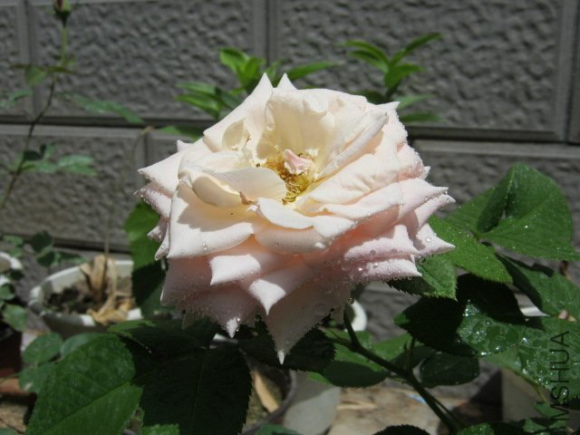 IMG_2038.JPG