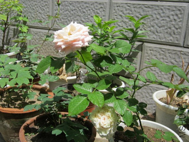 IMG_2035.JPG