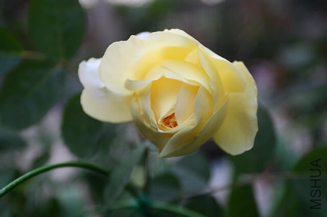 0IMG_9502.200.jpg