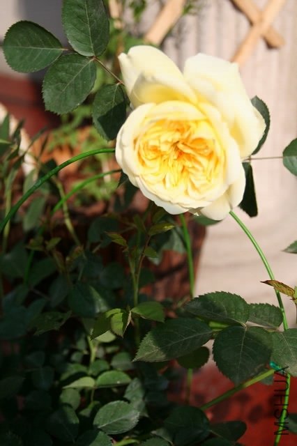 0IMG_9515.200.jpg