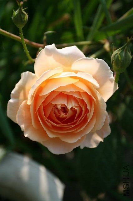 0IMG_9508.200.jpg