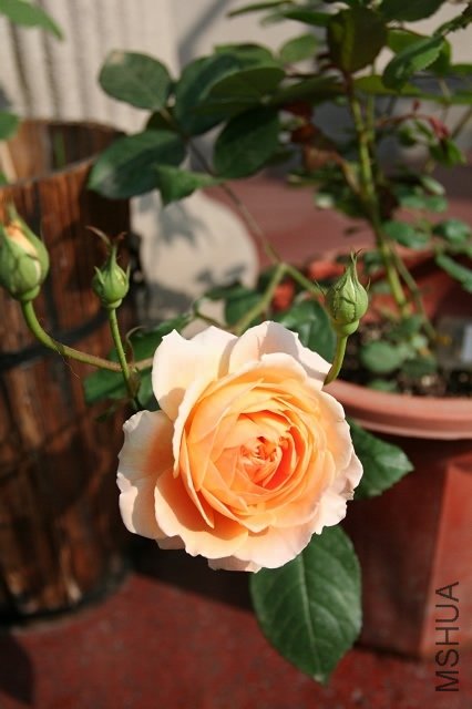 0IMG_9513.200.jpg