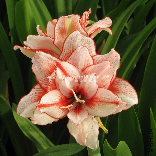 C36 princess ����.jpg