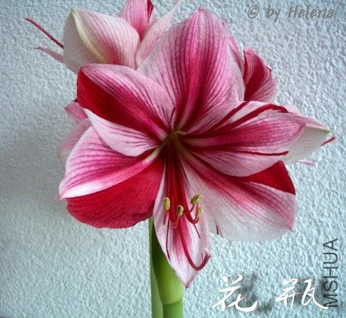 C71 Gervase ��ƿ.jpg