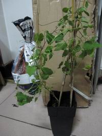 ������С ��ת IMG_1328.JPG