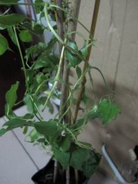 ������С ��ת IMG_1331.JPG