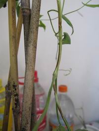 ������С ��ת IMG_1343.JPG