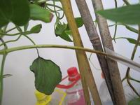 ������С IMG_1342.JPG