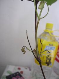 ������С ��ת IMG_1341.JPG