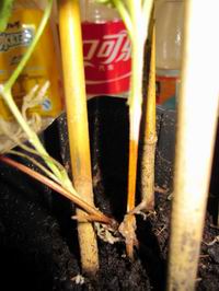 ������С ��ת IMG_1340.JPG