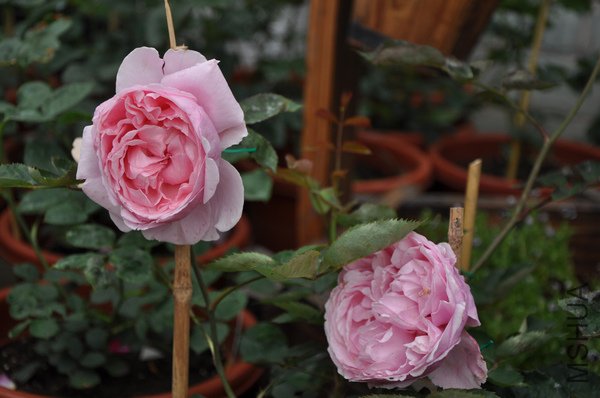 2011.5.12 064�����ֵ�.jpg