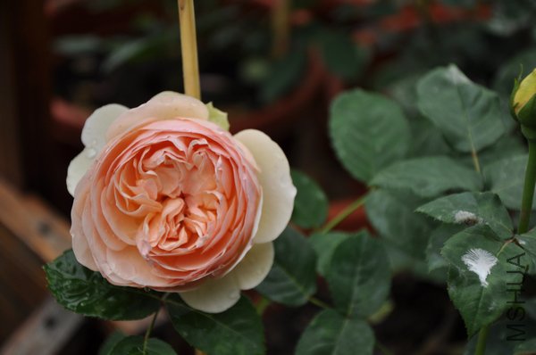 2011.5.12 025���ʵ����.jpg