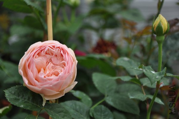 2011.5.13 006�������.jpg