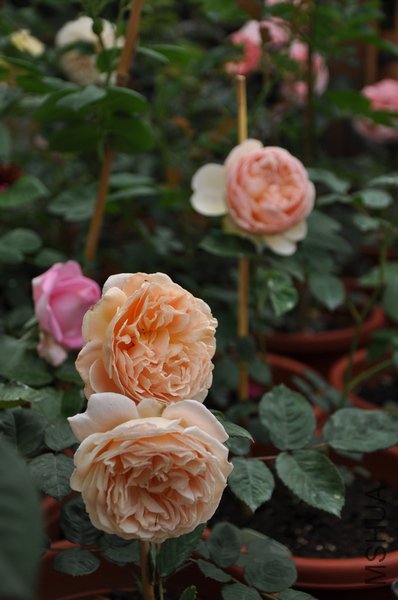 2011.5.12 072���������.jpg