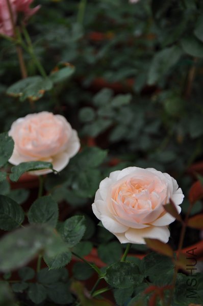 2011.5.13 009����Ů.jpg