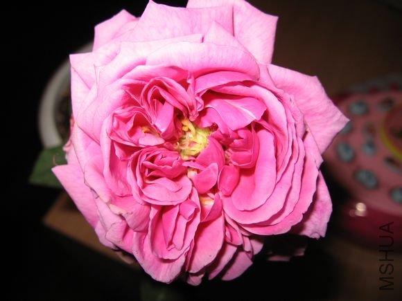 ������ɯʿ����2