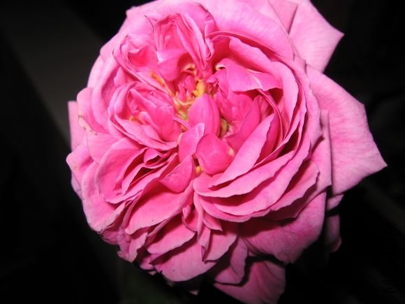 ������ɯʿ����1