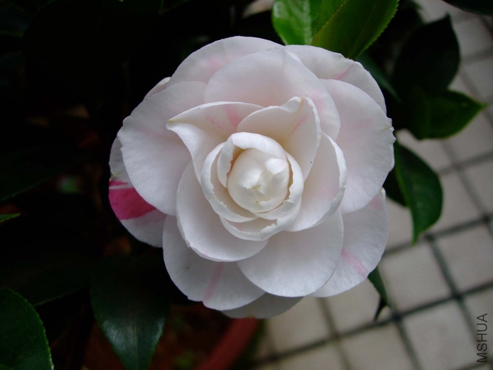��Ƭ11-5-13f 00111.jpg