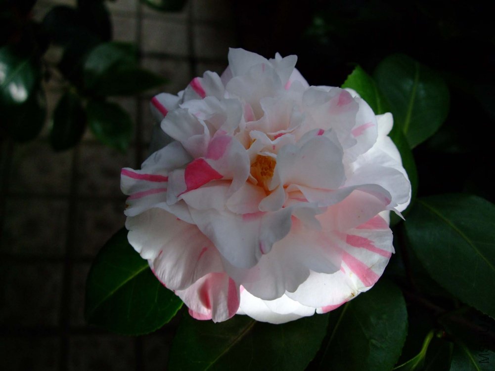 ��Ƭ11-5-13f 00311.jpg