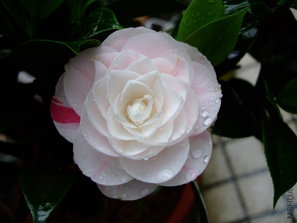 ��Ƭ11-5-14f 00211.jpg