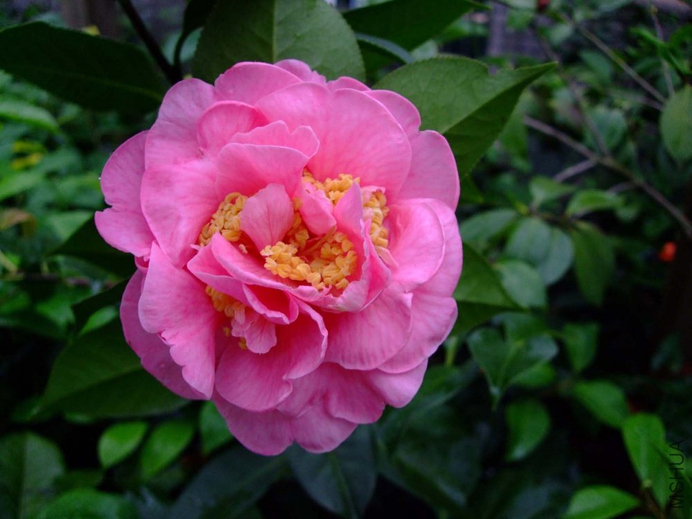 ��Ƭ11-5-11f 01411.jpg