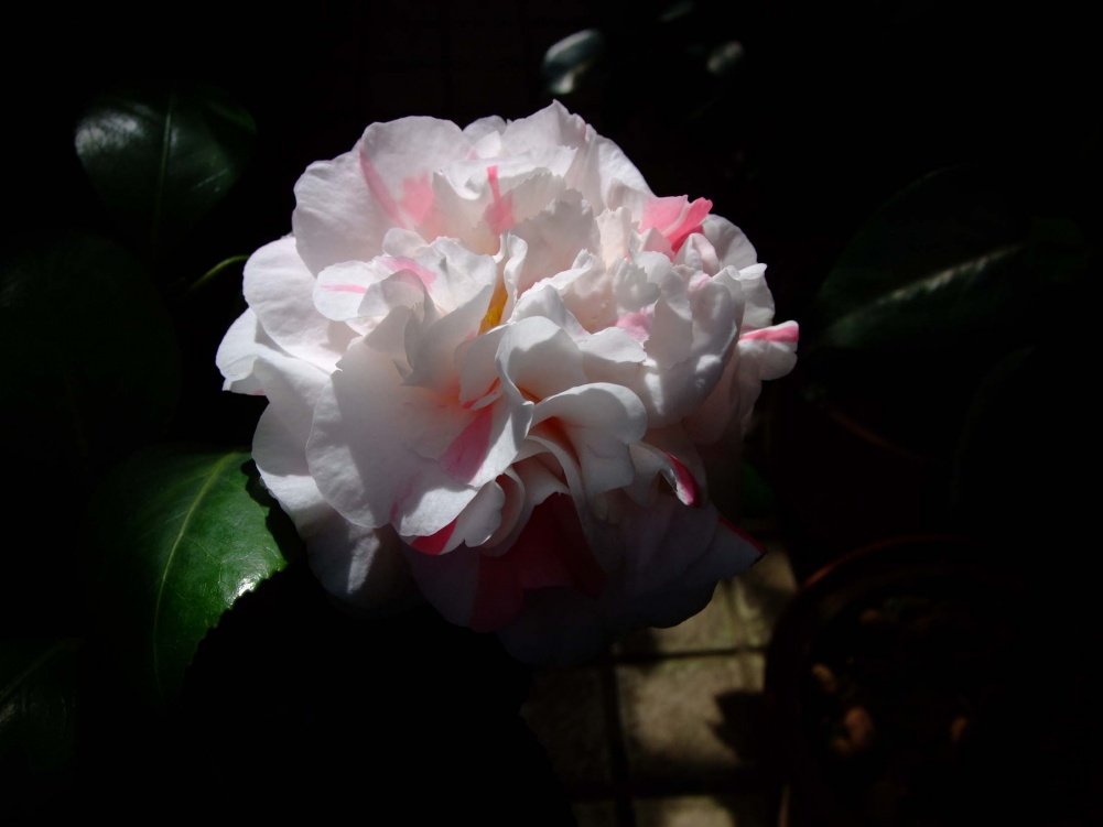 ��Ƭ11-5-13f 00511.jpg