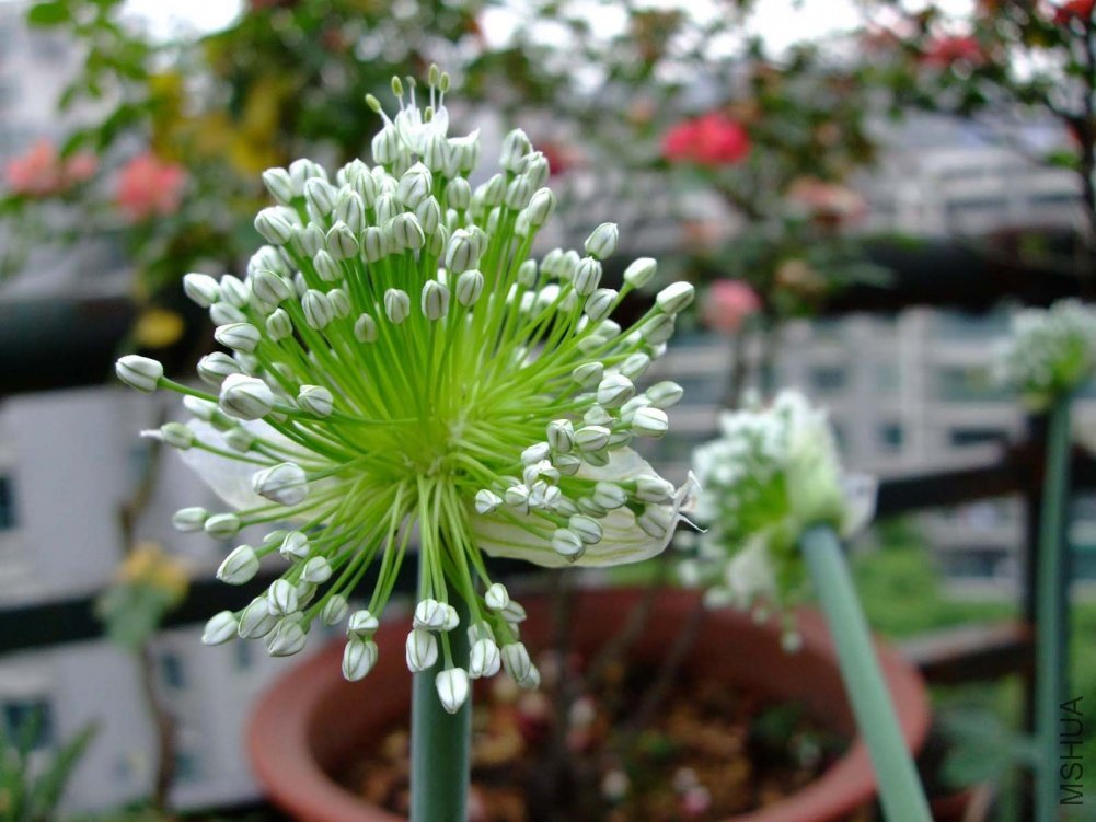 ��Ƭ11-5-14f 00511.jpg
