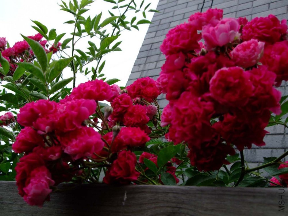 ��Ƭ11-5-14f 02111.jpg