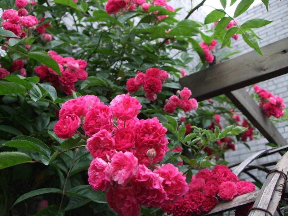 ��Ƭ11-5-14f 01911.jpg