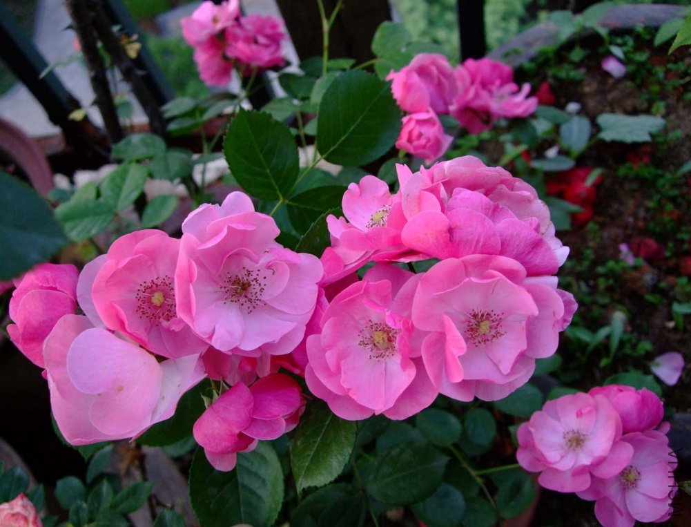 ��Ƭ11-5-13f 02211.jpg