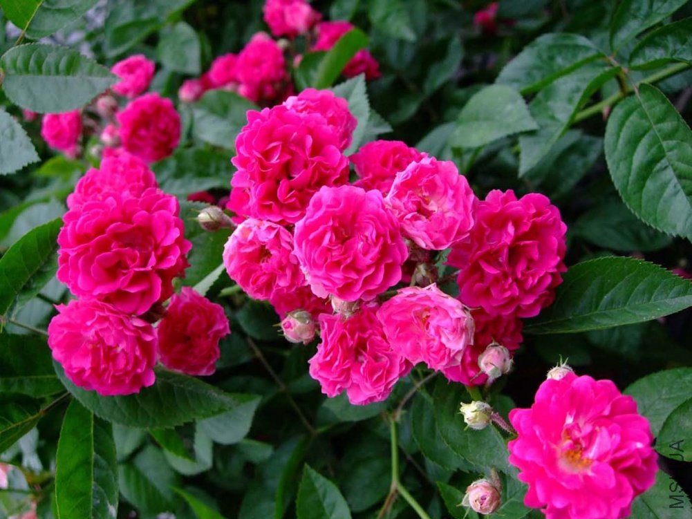 ��Ƭ11-5-12f 00611.jpg
