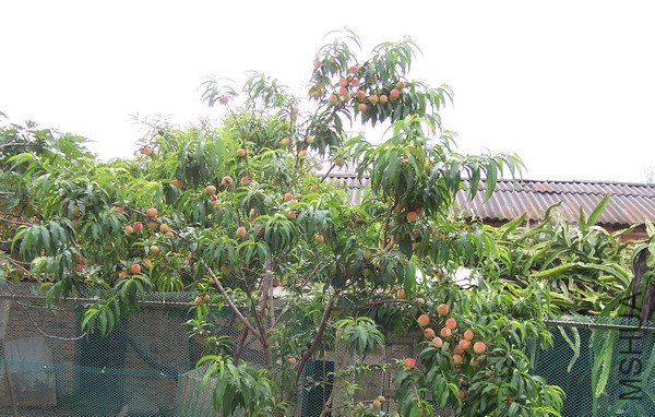 20110514 004.jpg