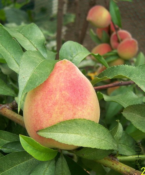 20110514 006.jpg