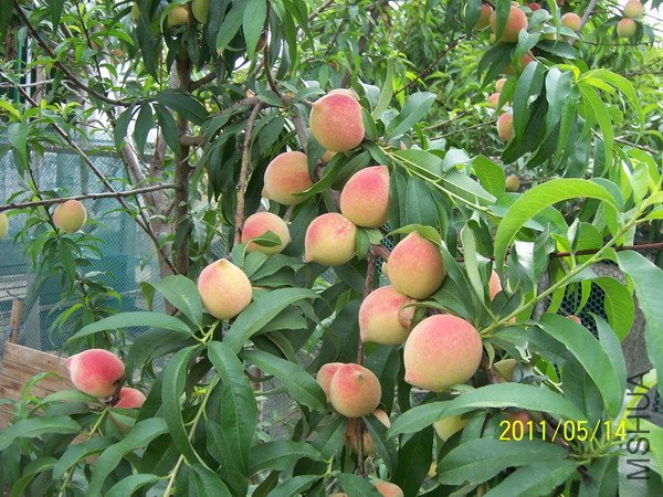 20110514 005.jpg