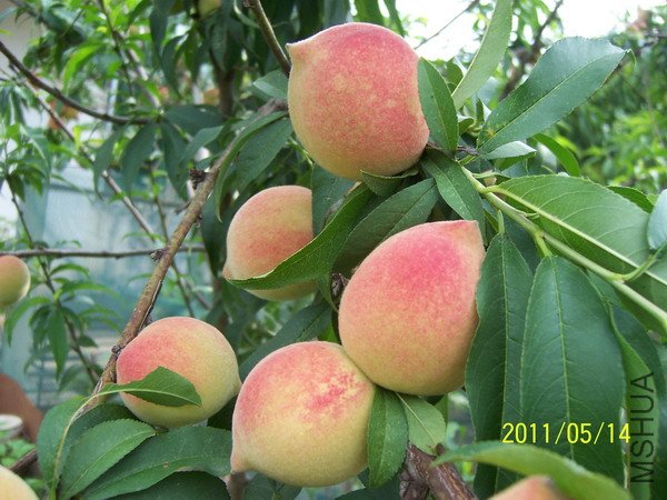 20110514 007.jpg